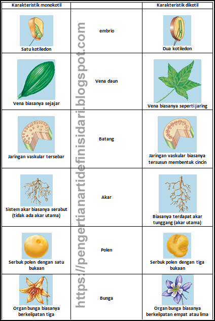 Detail Gambar Tanaman Monokotil Nomer 43