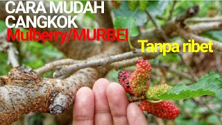 Detail Gambar Tanaman Murbei Nomer 33