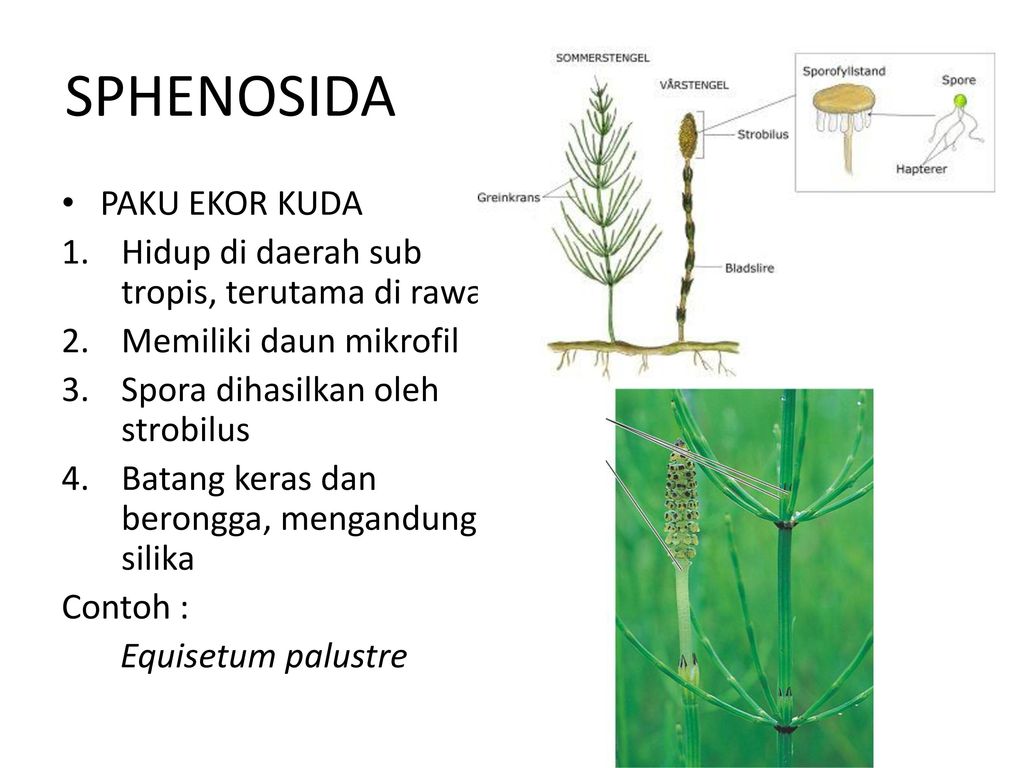 Detail Gambar Tanaman Paku Ekor Kuda Nomer 23