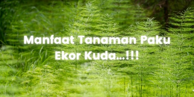 Detail Gambar Tanaman Paku Ekor Kuda Nomer 49