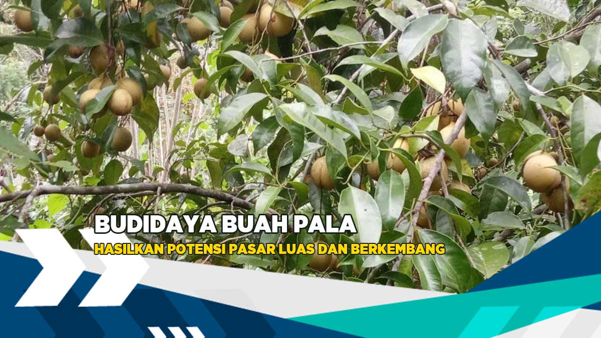 Detail Gambar Tanaman Pala Nomer 44