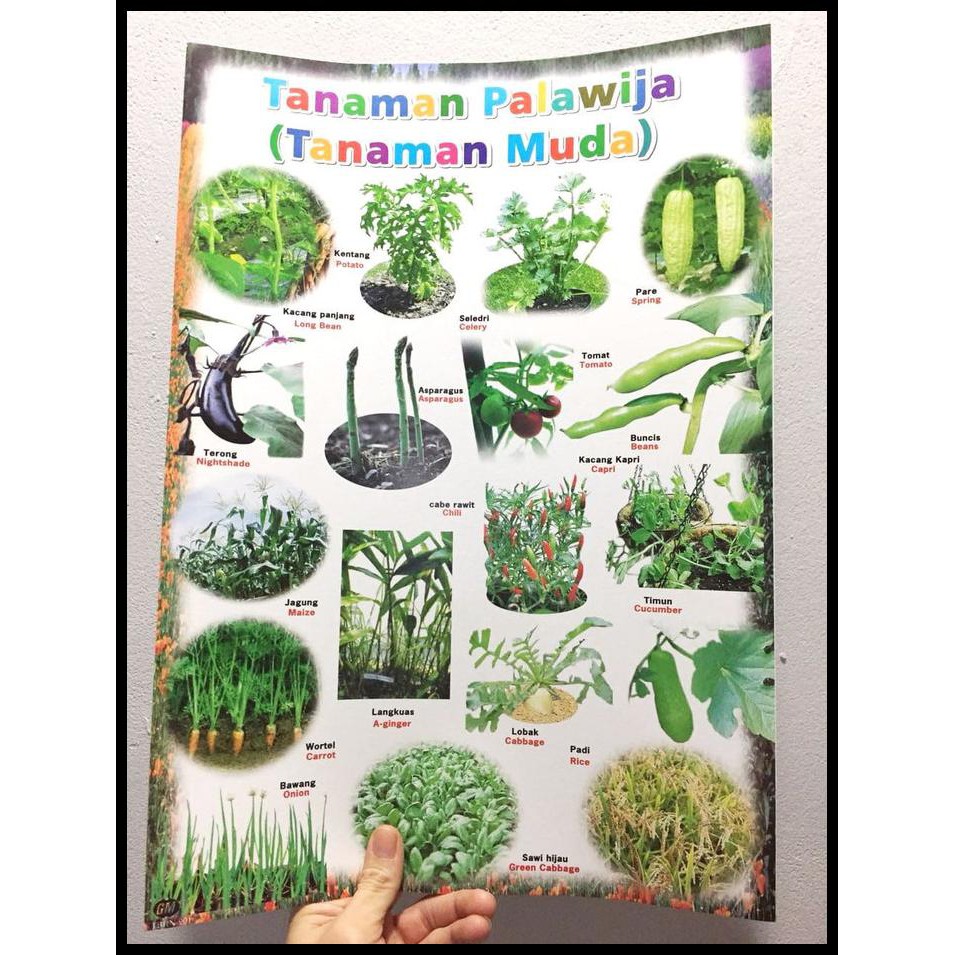 Detail Gambar Tanaman Palawija Nomer 20