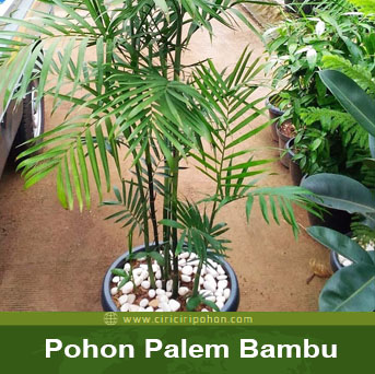 Detail Gambar Tanaman Palem Bambu Nomer 12