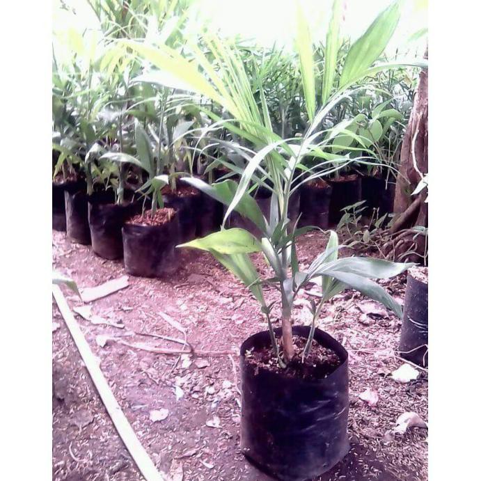 Detail Gambar Tanaman Palem Bambu Nomer 45