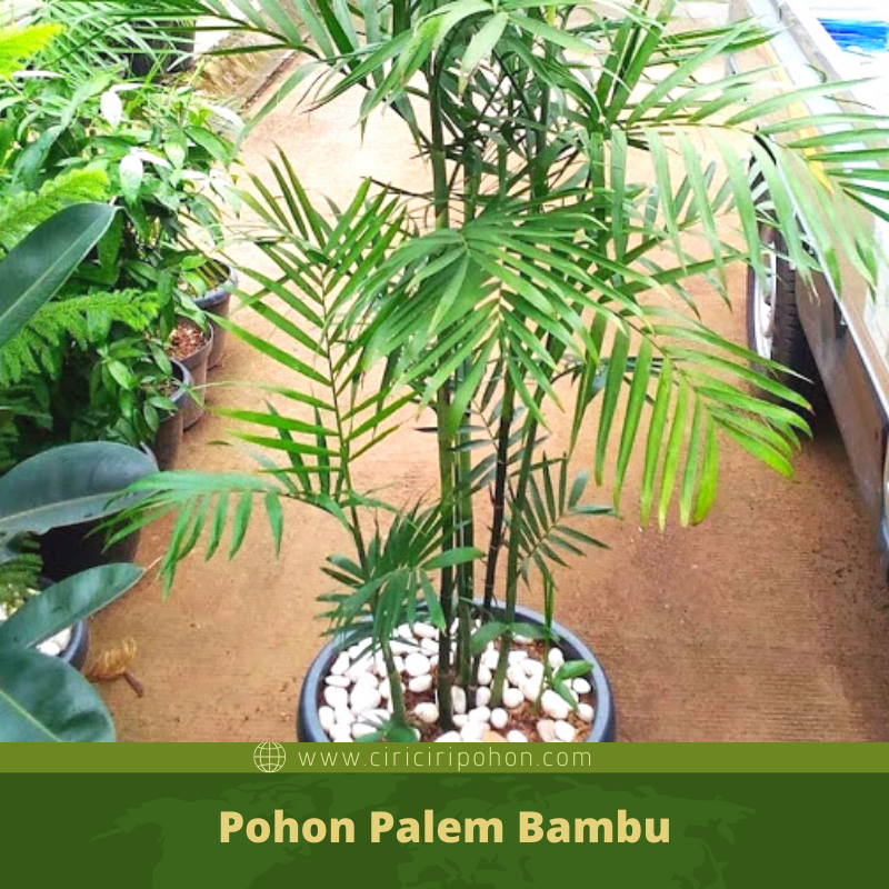 Download Gambar Tanaman Palem Bambu Nomer 7