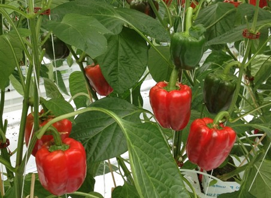 Detail Gambar Tanaman Paprika Nomer 18