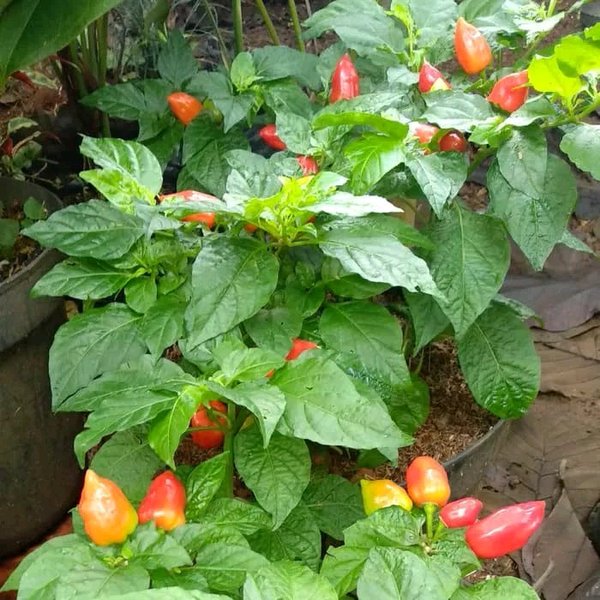 Detail Gambar Tanaman Paprika Nomer 20