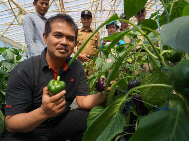 Detail Gambar Tanaman Paprika Nomer 28