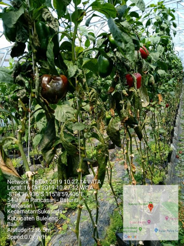 Detail Gambar Tanaman Paprika Nomer 32