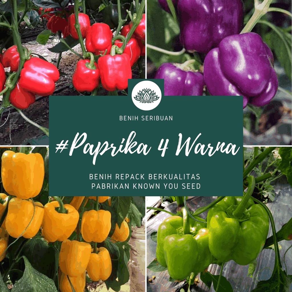 Detail Gambar Tanaman Paprika Nomer 39