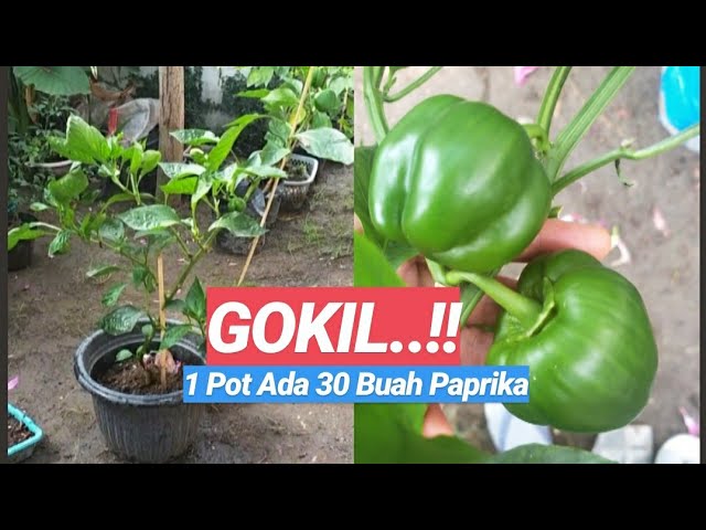 Detail Gambar Tanaman Paprika Nomer 43