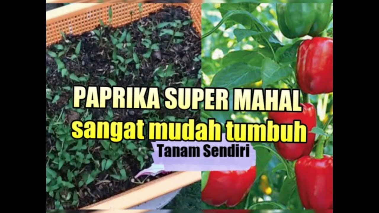 Detail Gambar Tanaman Paprika Nomer 45