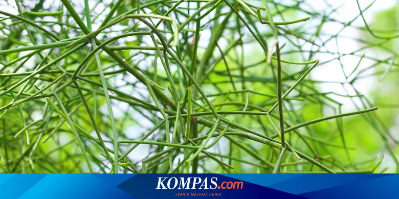 Detail Gambar Tanaman Patah Tulang Nomer 34