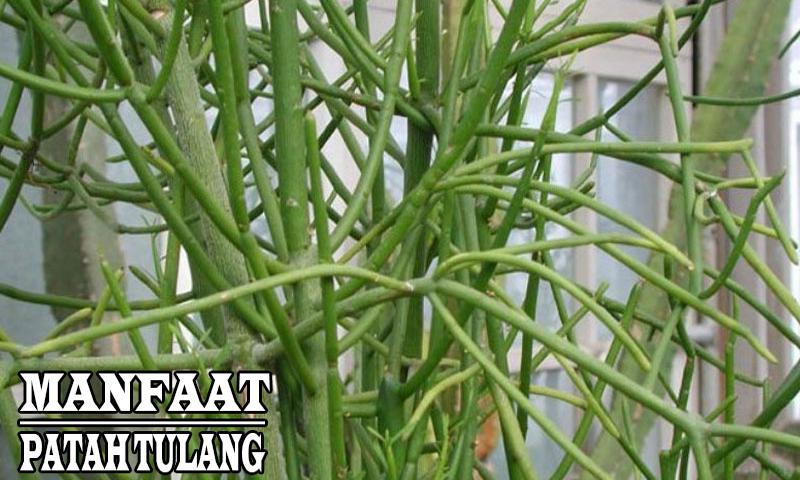 Detail Gambar Tanaman Patah Tulang Nomer 36