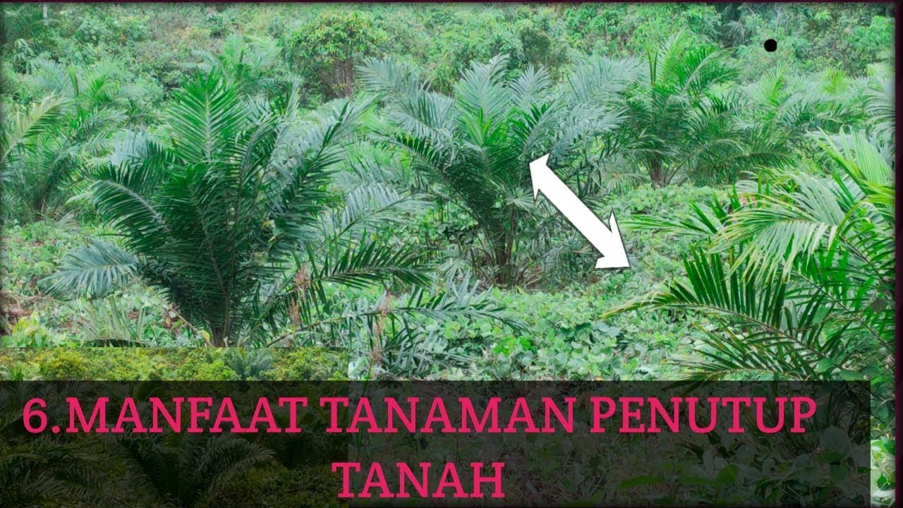 Detail Gambar Tanaman Penutup Tanah Nomer 49