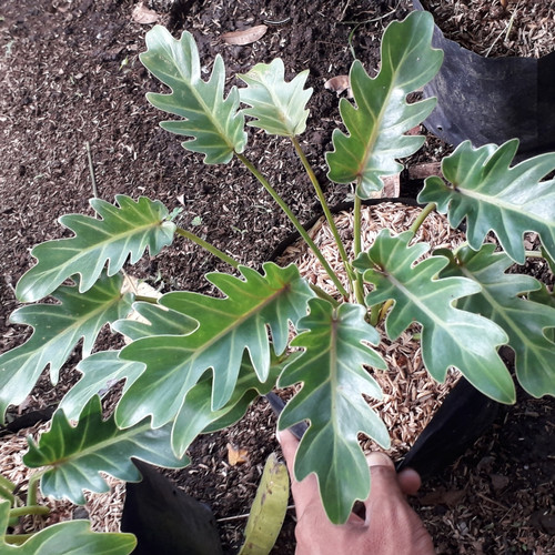 Detail Gambar Tanaman Philodendron Nomer 40