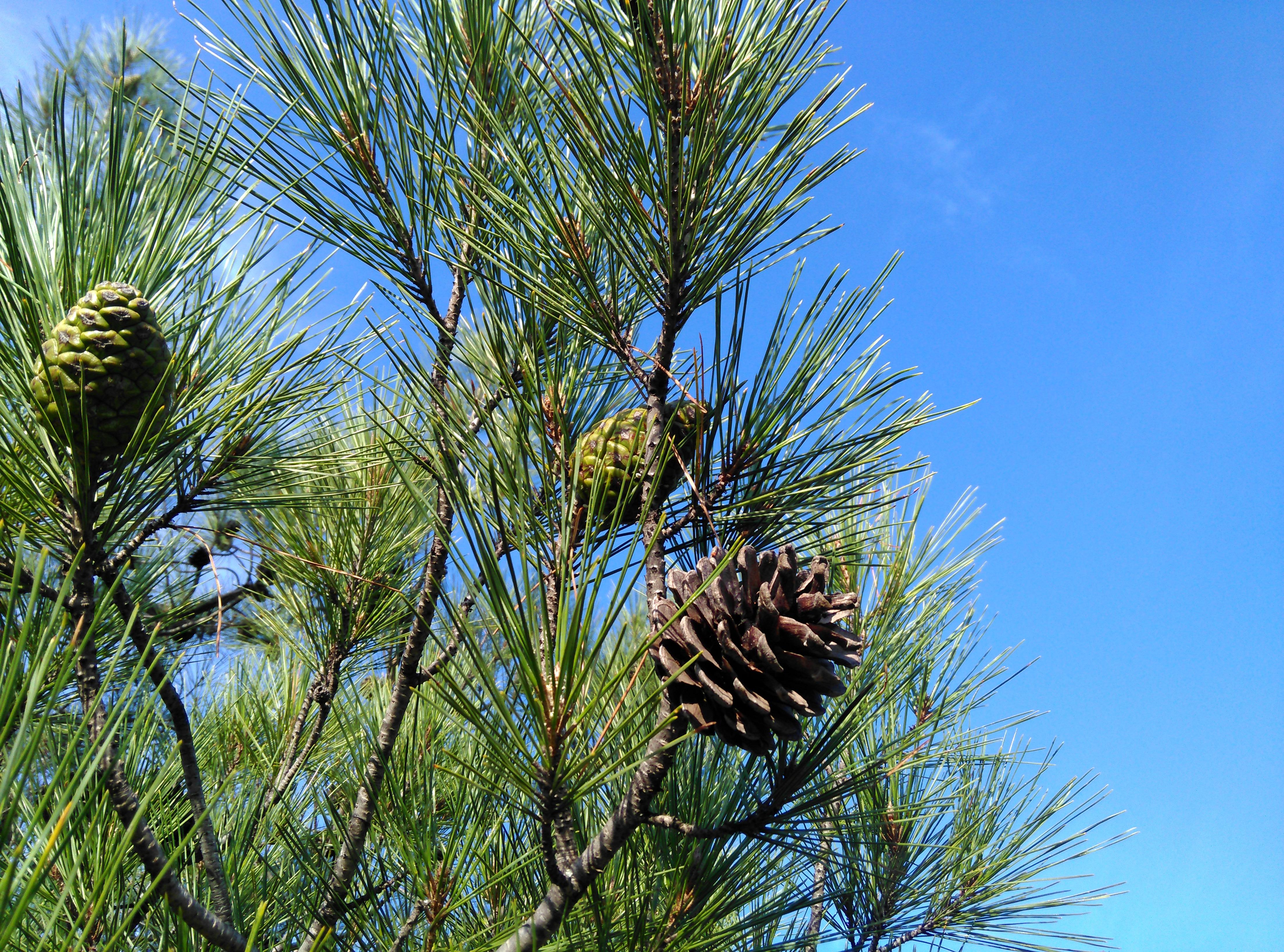 Detail Gambar Tanaman Pinus Nomer 19