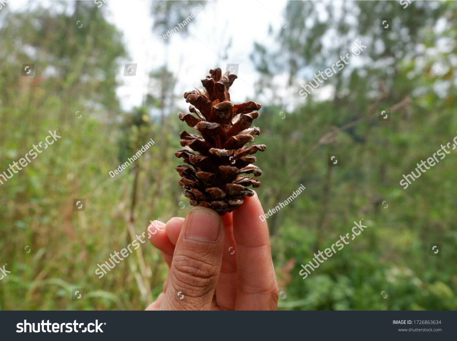 Detail Gambar Tanaman Pinus Nomer 20