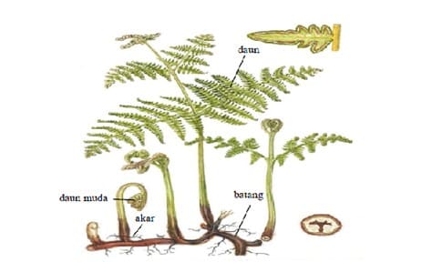 Detail Gambar Tanaman Pretydhopytha Nomer 44