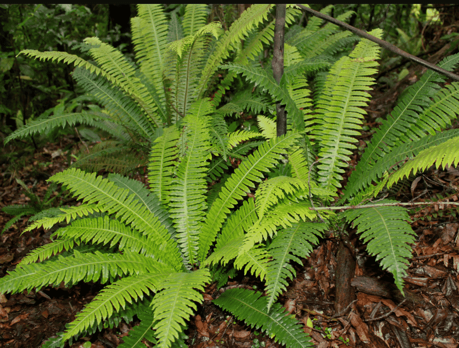 Gambar Tanaman Pteridophyta - KibrisPDR