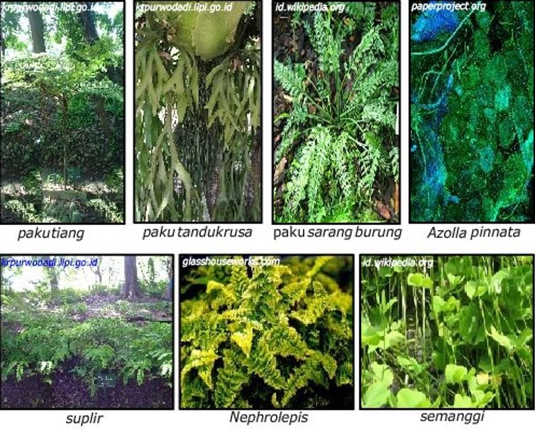 Detail Gambar Tanaman Pteridophyta Nomer 20