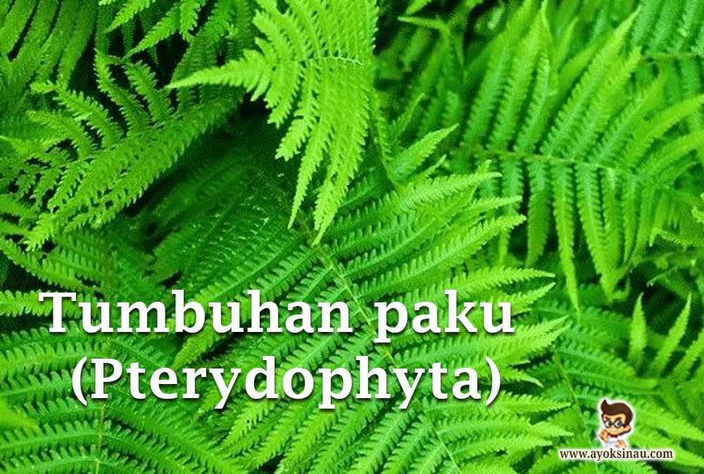 Detail Gambar Tanaman Pteridophyta Nomer 24