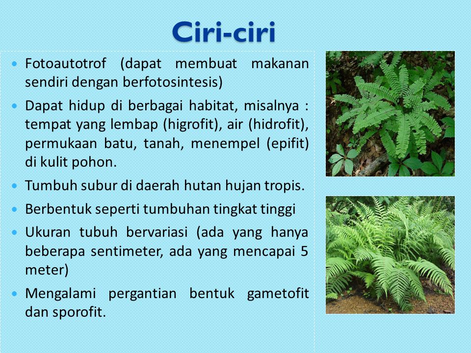 Detail Gambar Tanaman Pteridophyta Nomer 52