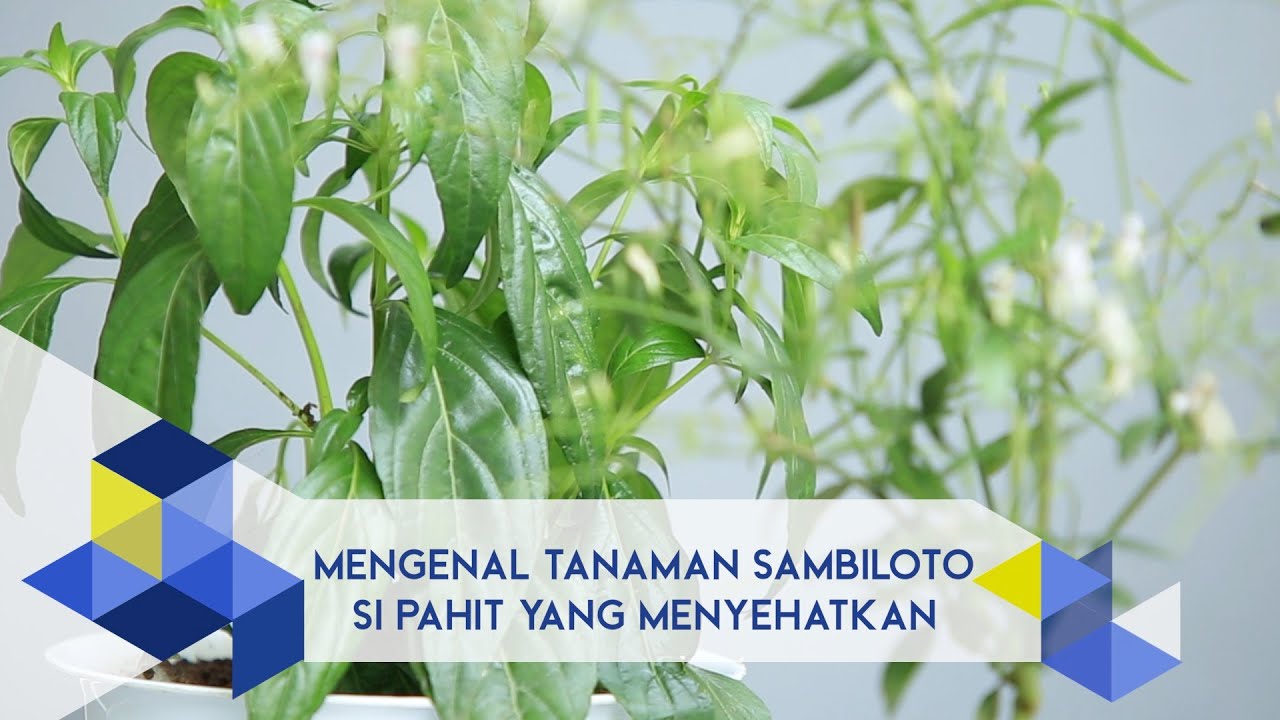 Detail Gambar Tanaman Sambiloto Nomer 42