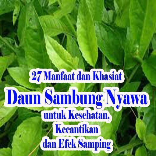 Detail Gambar Tanaman Sambung Nyawa Nomer 29