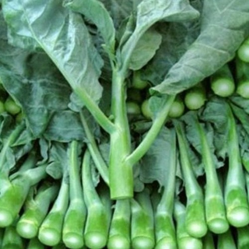 Detail Gambar Tanaman Sayur Sayuran Nomer 25