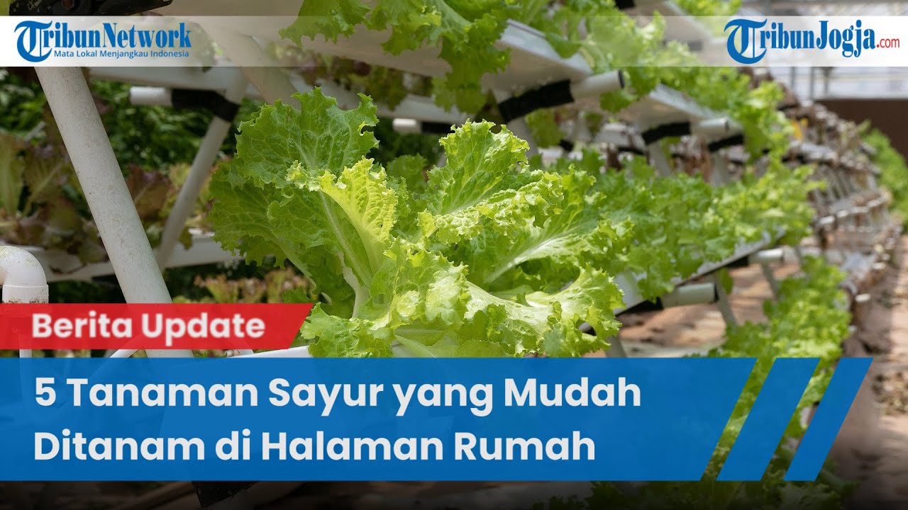 Detail Gambar Tanaman Sayur Sayuran Nomer 37