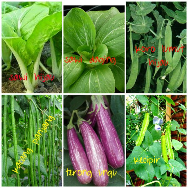 Detail Gambar Tanaman Sayuran Nomer 52