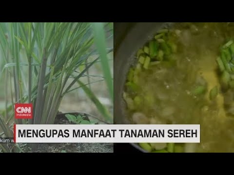 Detail Gambar Tanaman Sere Dan Manfaatnya Nomer 44