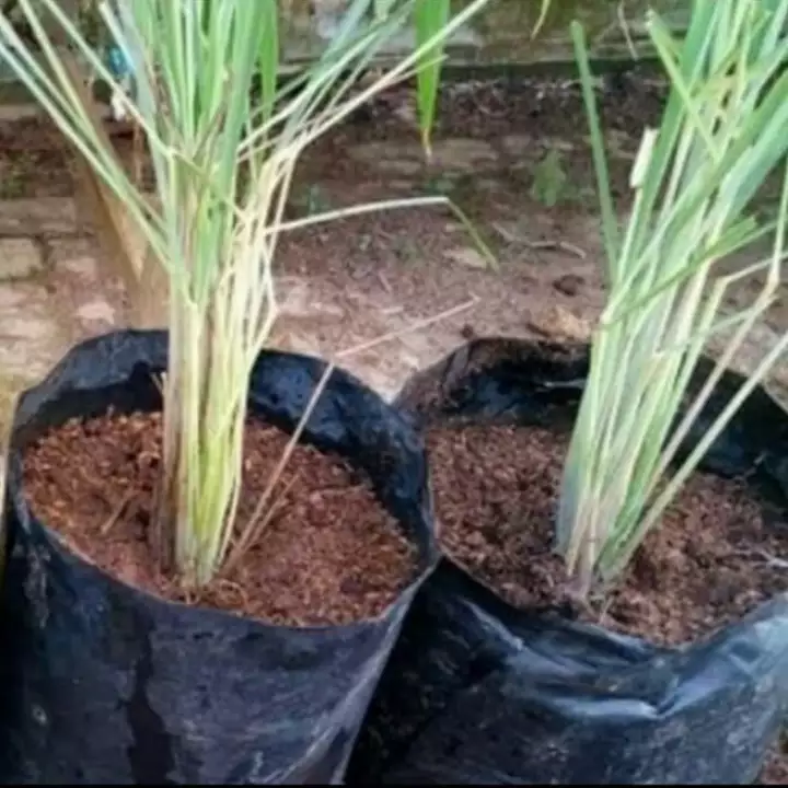 Detail Gambar Tanaman Sereh Nomer 22