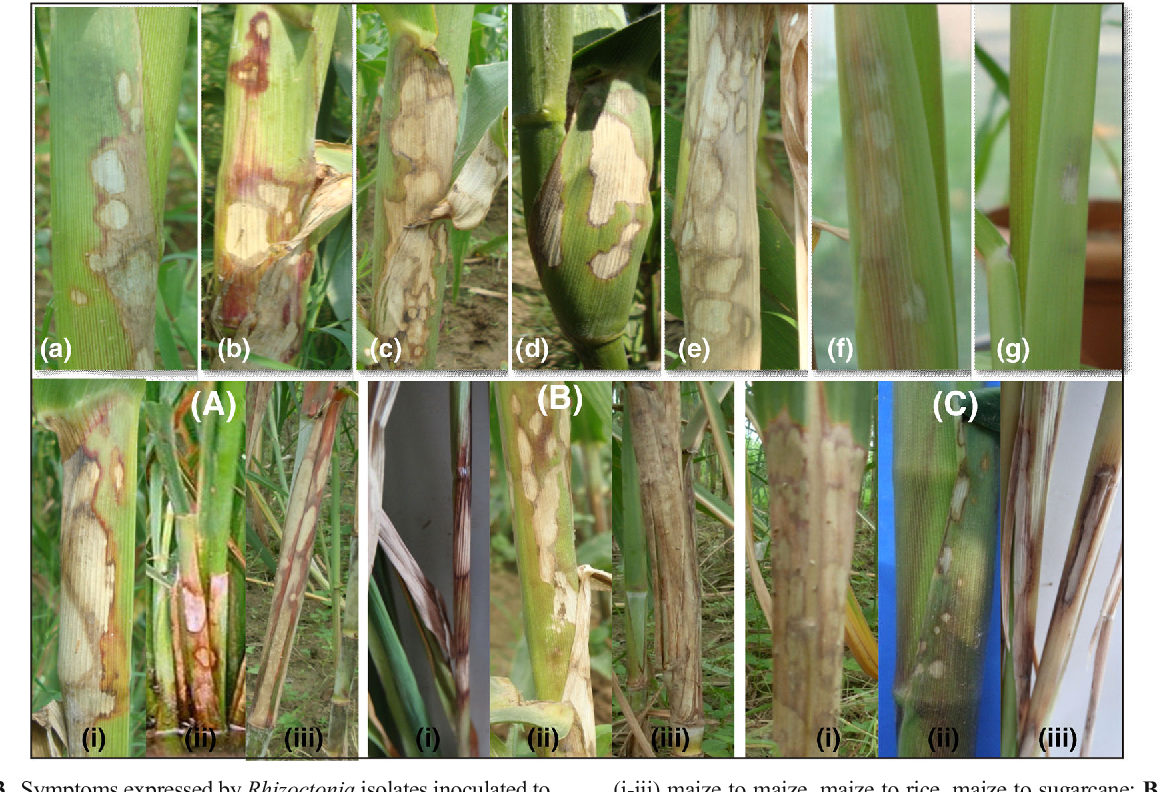 Detail Gambar Tanaman Solani Liraty Nomer 12