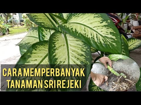 Detail Gambar Tanaman Sri Rejeki Nomer 49