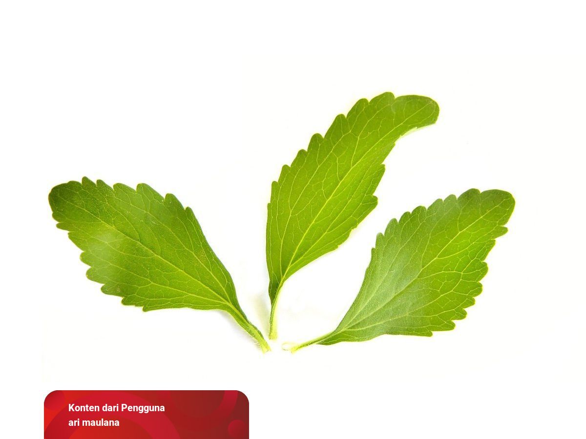 Detail Gambar Tanaman Stevia Dari Jurnal Penelitian Nomer 22