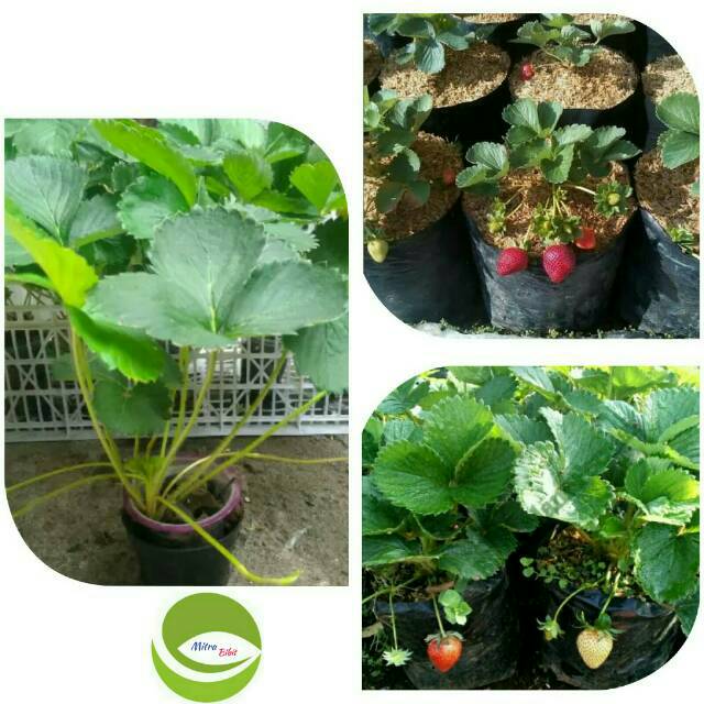 Detail Gambar Tanaman Strawberry Nomer 38