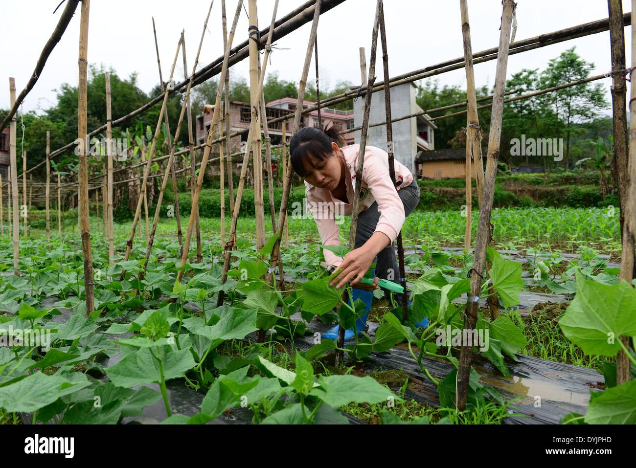 Detail Gambar Tanaman Su Yang Quan Nomer 45