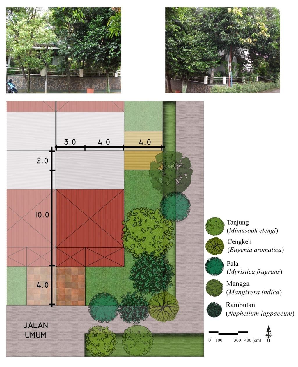 Detail Gambar Tanaman Tampak Atas Nomer 46