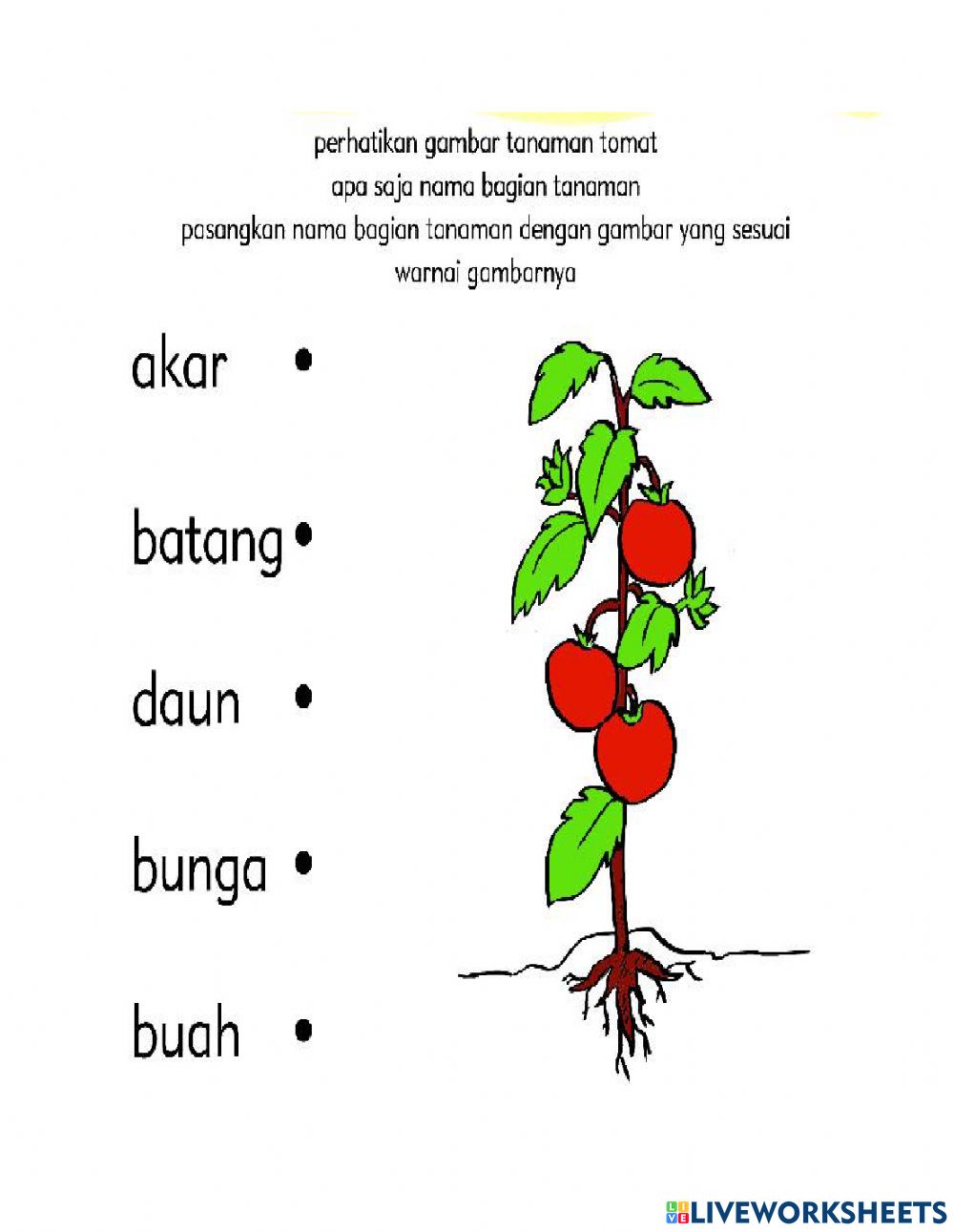 Detail Gambar Tanaman Tomat Nomer 46