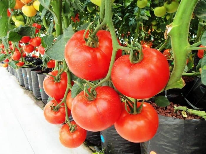 Detail Gambar Tanaman Tomat Nomer 47