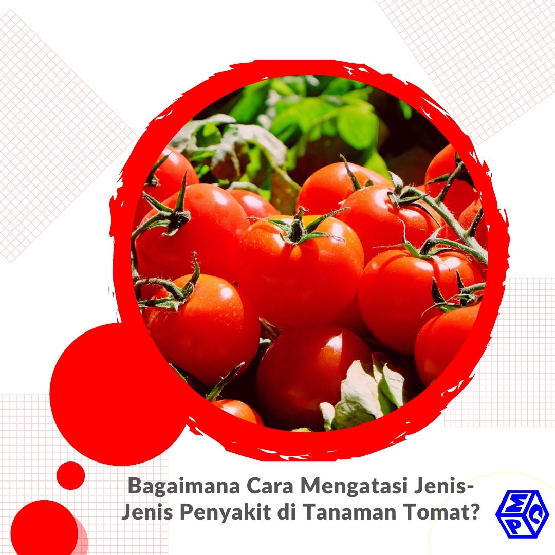 Detail Gambar Tanaman Tomat Nomer 51