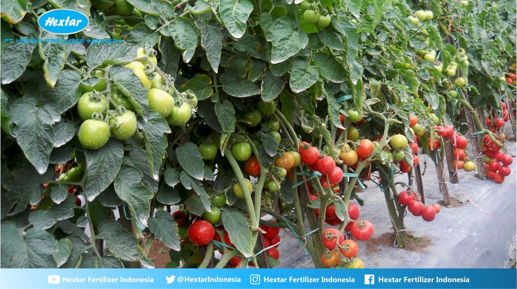 Detail Gambar Tanaman Tomat Kelebihan Pestisida Nomer 14