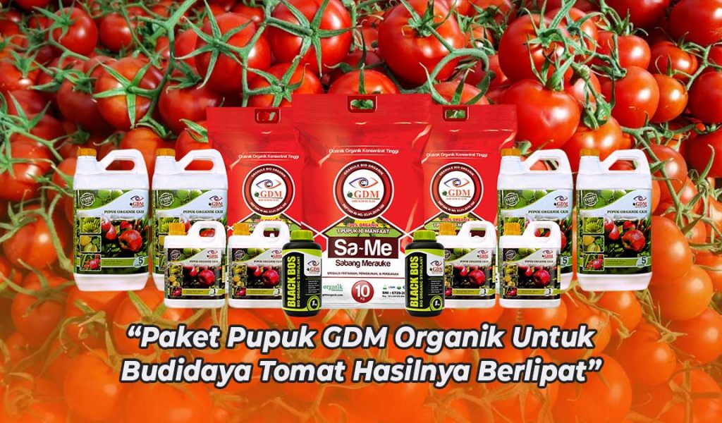 Detail Gambar Tanaman Tomat Kelebihan Pestisida Nomer 27