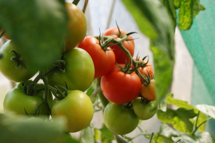 Detail Gambar Tanaman Tomat Kelebihan Pestisida Nomer 29