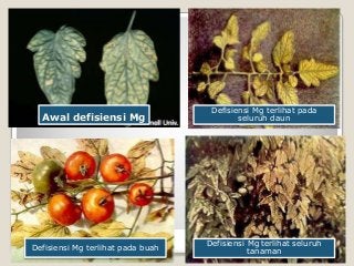 Detail Gambar Tanaman Tomat Kelebihan Pestisida Nomer 30