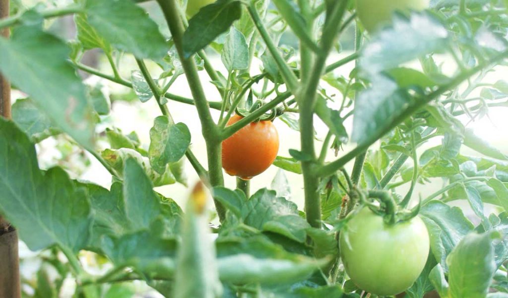 Detail Gambar Tanaman Tomat Kelebihan Pestisida Nomer 48