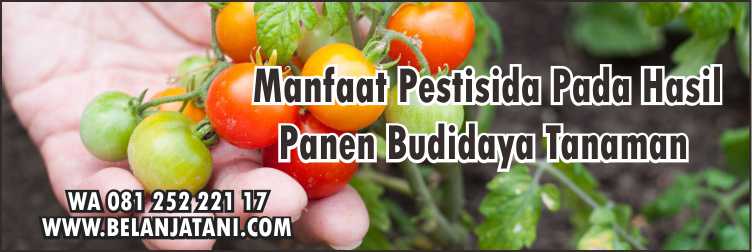 Detail Gambar Tanaman Tomat Kelebihan Pestisida Nomer 50
