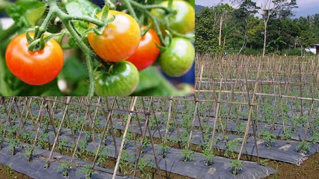 Detail Gambar Tanaman Tomat Over Dosis Nomer 15